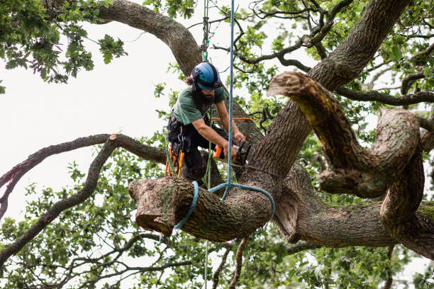 Reliable Huntertown, IN Tree Care Solutions