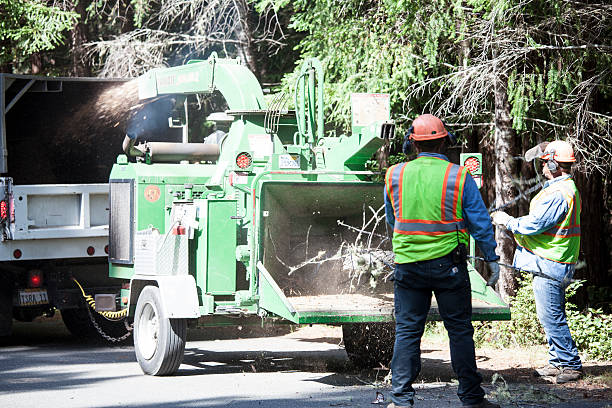 How Our Tree Care Process Works  in  Huntertown, IN